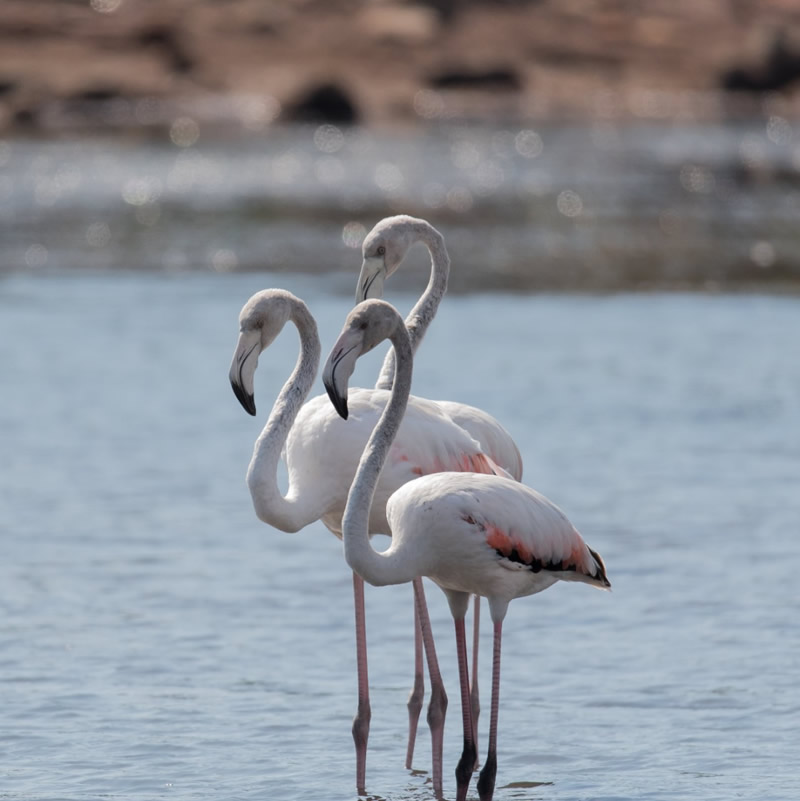 residence capo coda cavallo san teodoro sardegna appartamenti